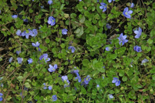 Veronica filiformis Draadereprijs bestellen